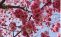 昨日雪如花 今日花如雪